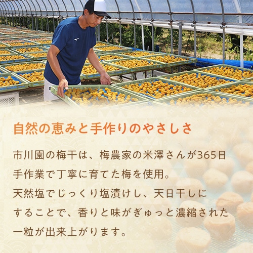 白楽の梅 480g入