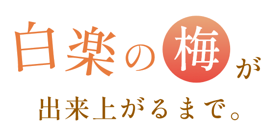 白楽の梅が出来上がるまで。