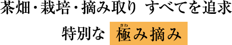茶畑・栽培・摘み取り すべてを追求 特別な「極み摘み」