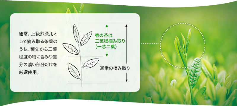 壱の茶は三葉程摘み取り。通常、上級煎茶用として摘み取る茶葉のうち、葉先から三葉程度の特に旨みや養分の濃い部分だけを厳選使用。
